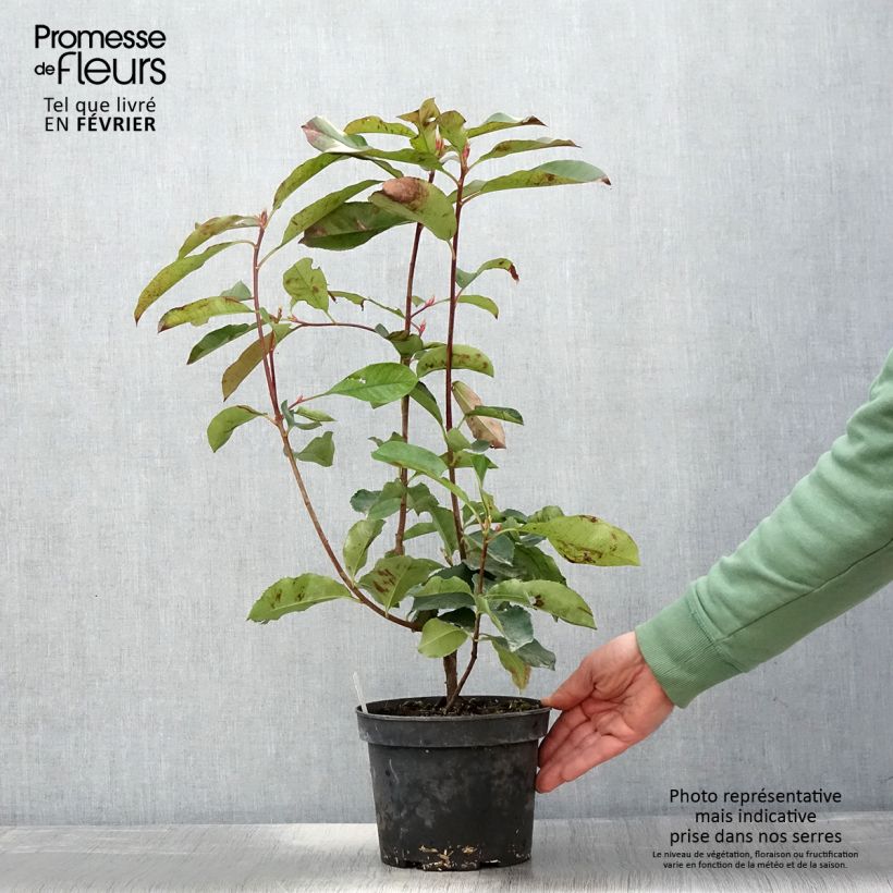 Example of Photinia fraseri Red Select Pot van 3 l/4 l as you get in hiver