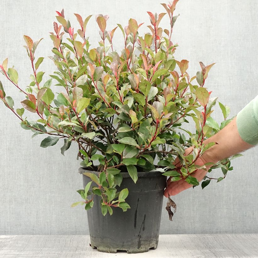 Exemplaar van Photinia Little Red Robin en pot de 10L zoals geleverd in de zomer