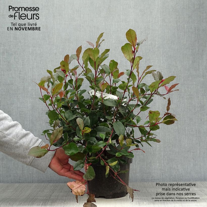 Exemplaar van Photinia Little Red Robin - Glansmispel Pot van 2 l/3 l zoals geleverd in de herfst