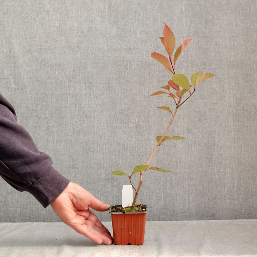 Exemplaar van Photinia Little Red Robin - Glansmispel Kweekpotje van 8/9 cm zoals geleverd in de herfst