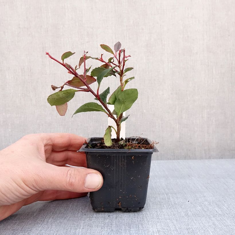 Example of Photinia Little Red Robin - Glansmispel Kweekpotje van 8/9 cm as you get in hiver