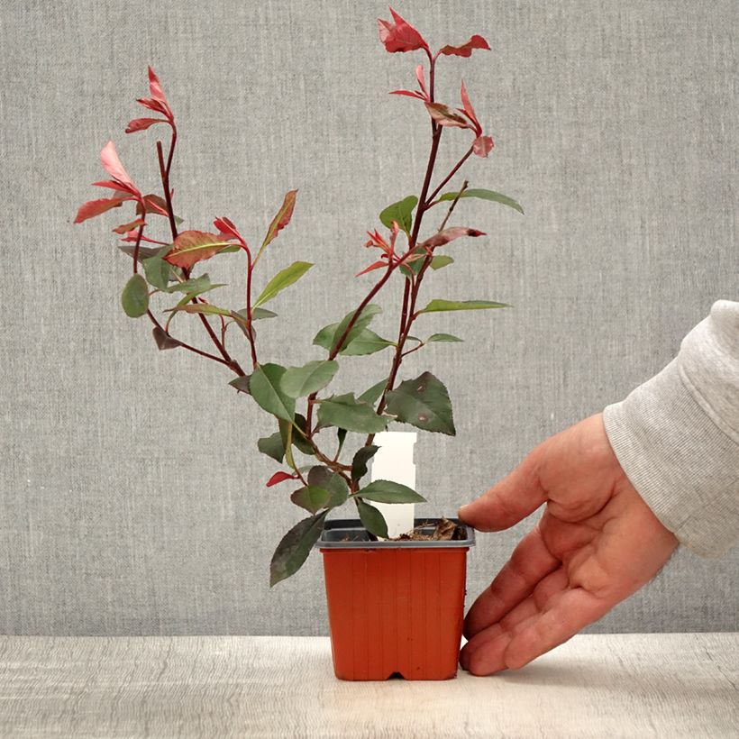 Exemplaar van Photinia Little Red Robin - Glansmispel Kweekpotje van 8/9 cm zoals geleverd in de lente