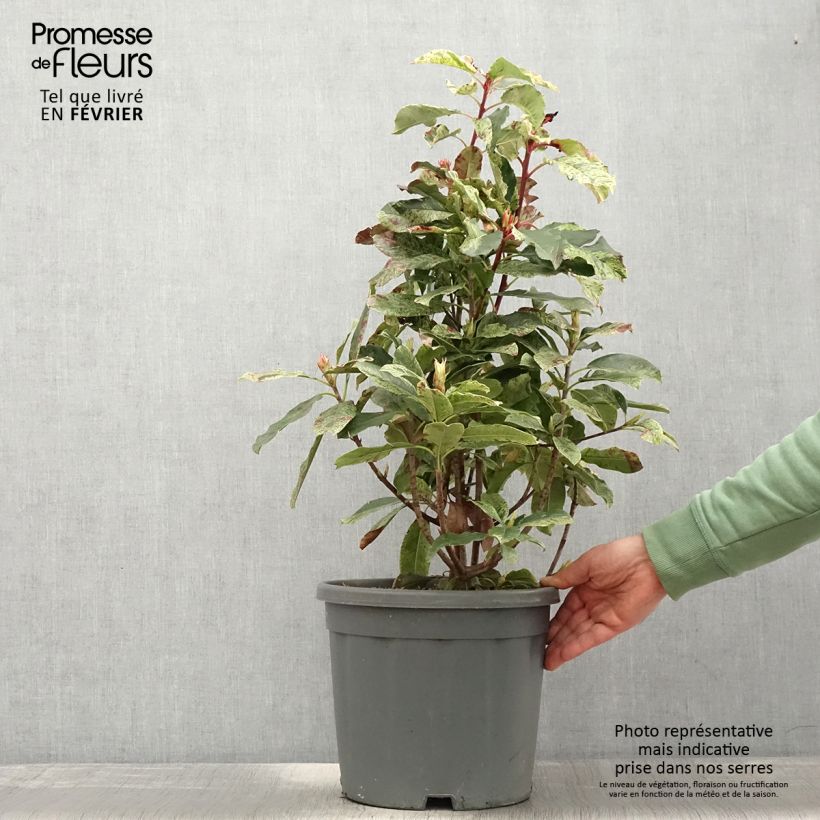Example of Photinia serratifolia Pink Crispy - Glansmispel Pot van 6 l/7 l as you get in hiver