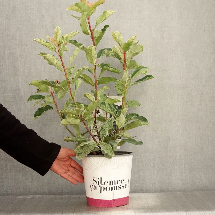 Exemplaar van Photinia serratifolia Pink Crispy - Glansmispel Pot van 4 l/5 l zoals geleverd in de herfst