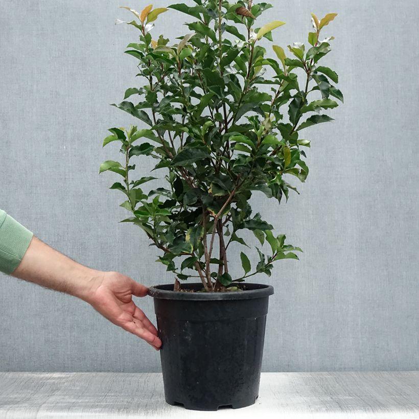 Exemplaar van Photinia fraseri Magical Volcano - Glansmispel Pot van 7,5 l/10 l zoals geleverd in de zomer
