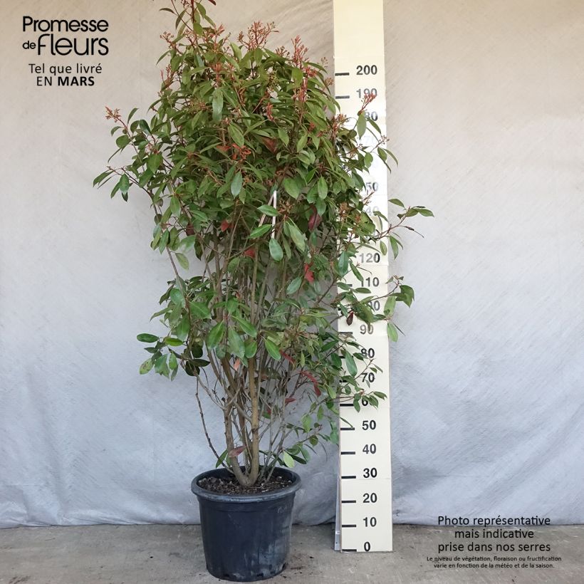 Exemplaar van Photinia fraseri Red Robin - Glansmispel Pot de 30L/35L zoals geleverd in de lente