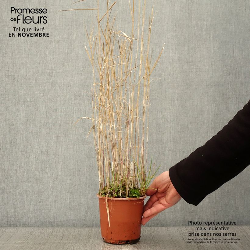 Exemplaar van Phragmites australis - Riet Pot van 1 l/1,5 l zoals geleverd in de herfst