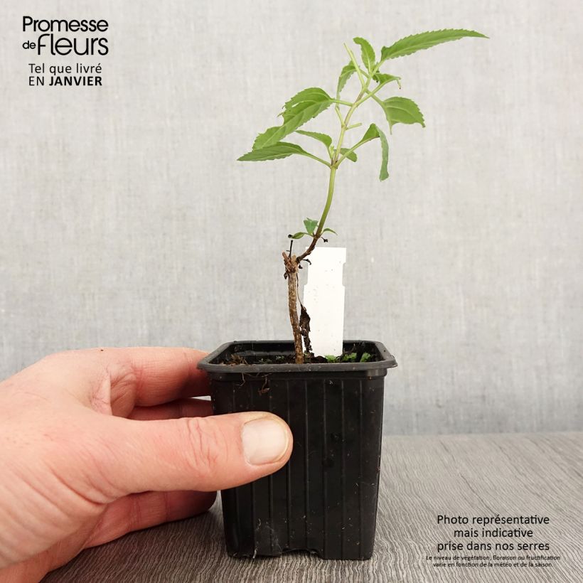 Example of Phygelius capensis - Kaapse fuchsia Kweekpotje van 8/9 cm as you get in hiver