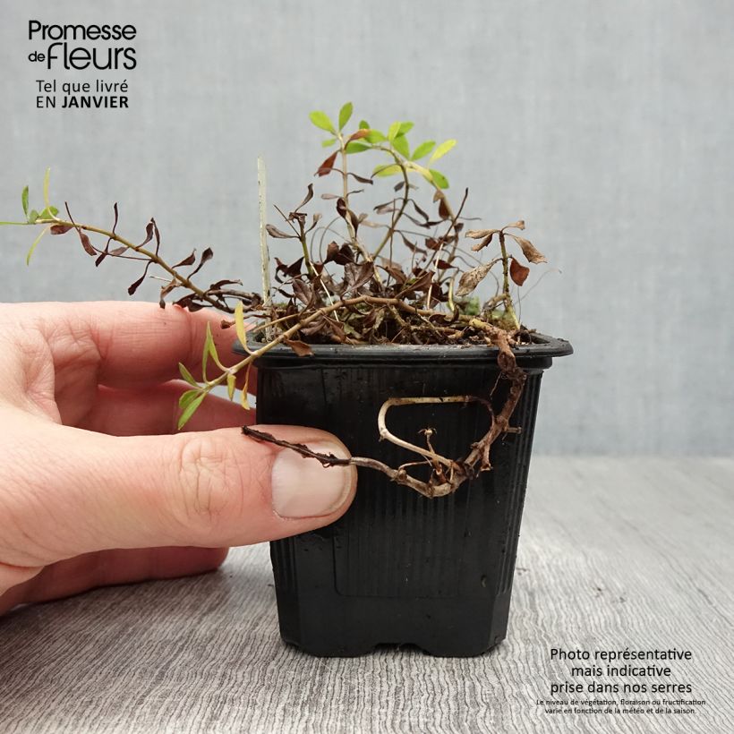 Example of Phyla nodiflora var. canescens - Lippia nodiflora Kweekpotje van 7/8 cm as you get in hiver