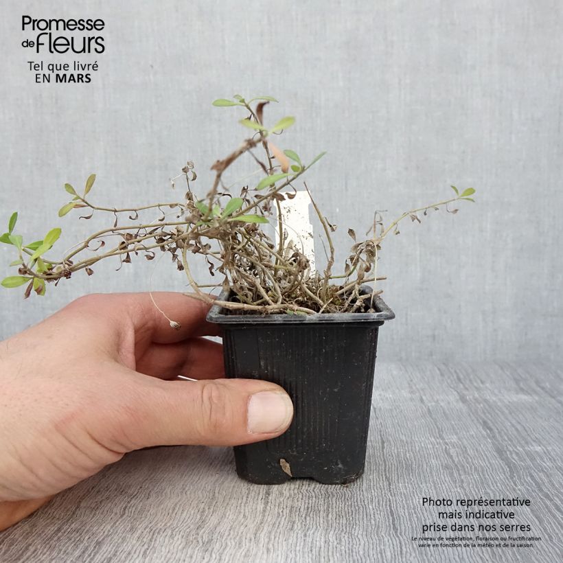 Exemplaar van Phyla nodiflora var. canescens - Kruipende verbena Kweekpotje van 7/8 cm zoals geleverd in de lente