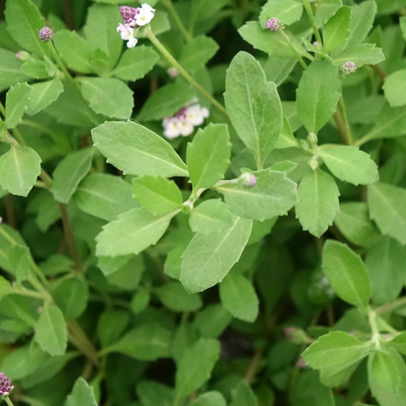 Phyla nodiflora var. canescens - Kruipende verbena (Blad)
