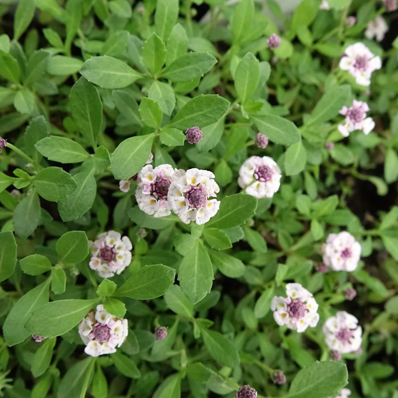 Phyla nodiflora var. canescens - Kruipende verbena (Bloei)