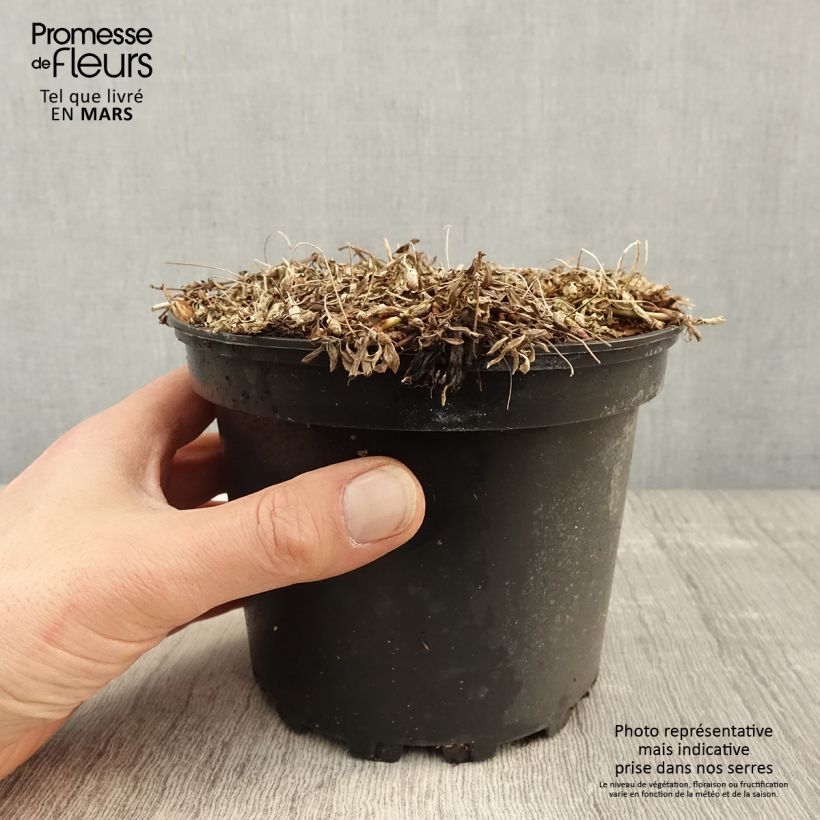 Exemplaar van Phyla nodiflora - Kruipende verbena Pot van 2 l/3 l zoals geleverd in de lente