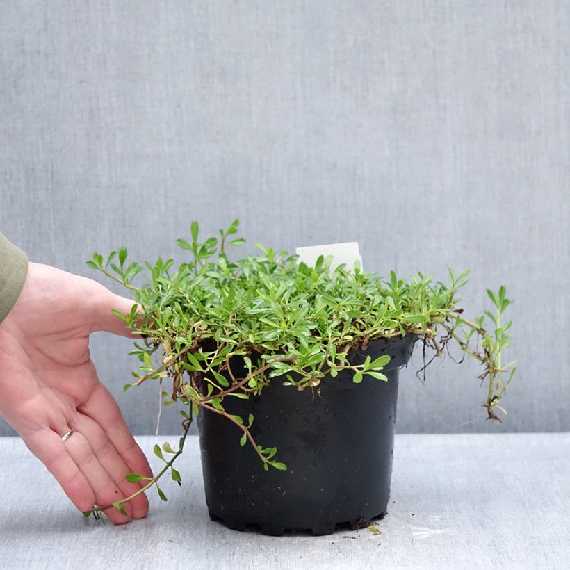 Example of Phyla ou Lippia nodiflora - Verveine nodulaire Pot van 2 l/3 l as you get in hiver