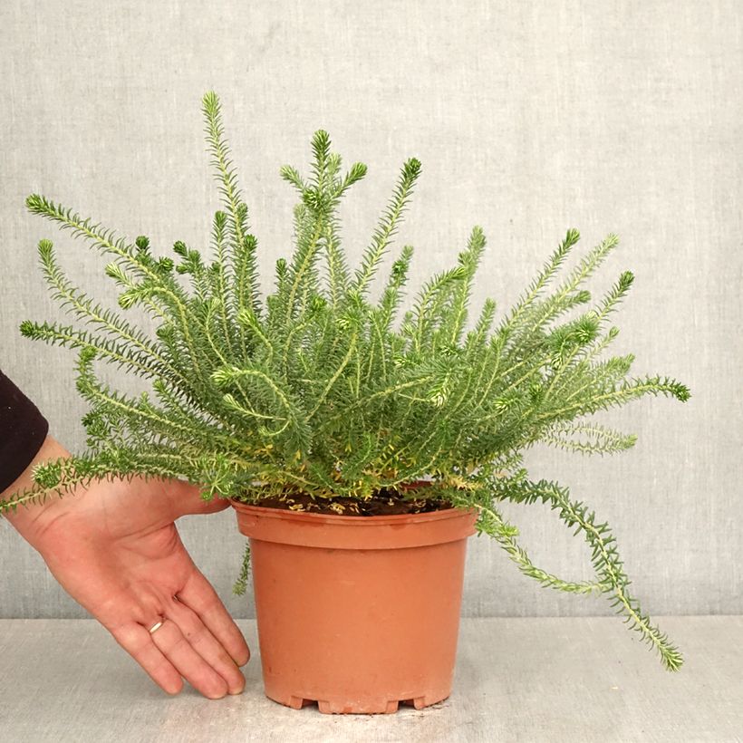 Exemplaar van Phylica ericoides - Kaapse heide Pot van 3 l/4 l zoals geleverd in de lente