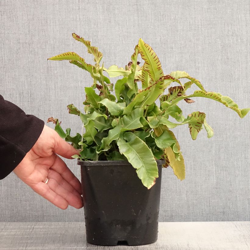 Exemplaar van Phyllitis scolopendrium - Tongvaren Pot van 2 l/3 l zoals geleverd in de lente