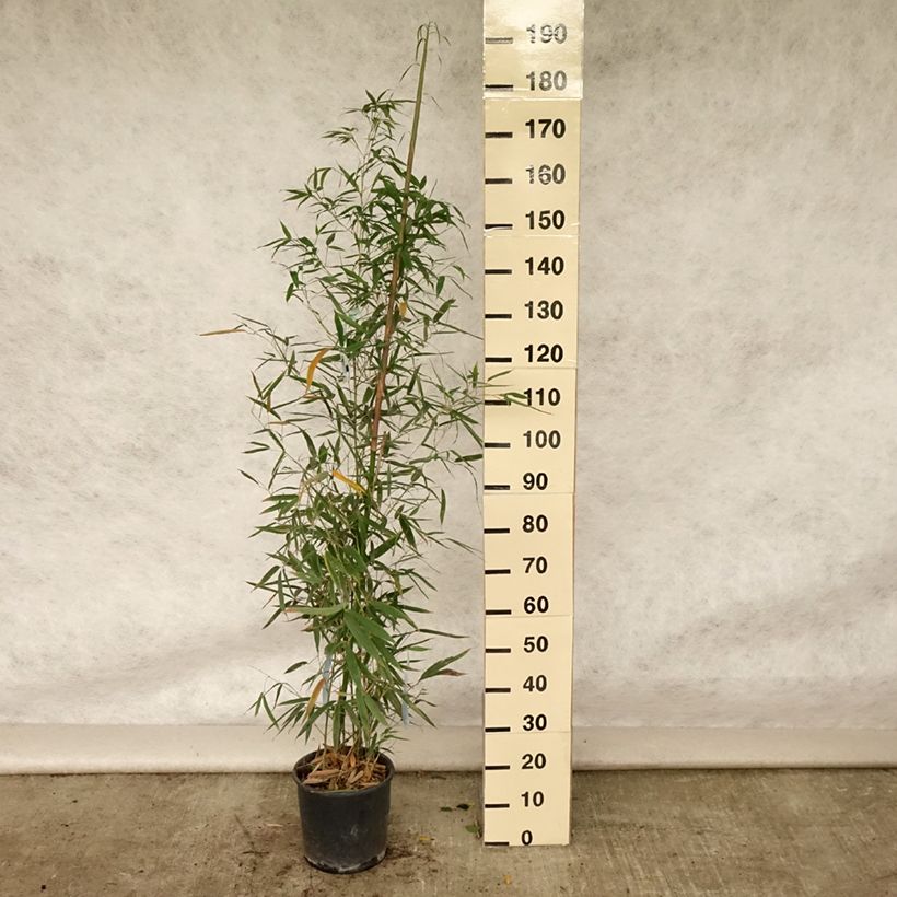 Exemplaar van Phyllostachys aurea Holochrysa - Gouden bamboe Pot van 12 l/15 l zoals geleverd in de zomer