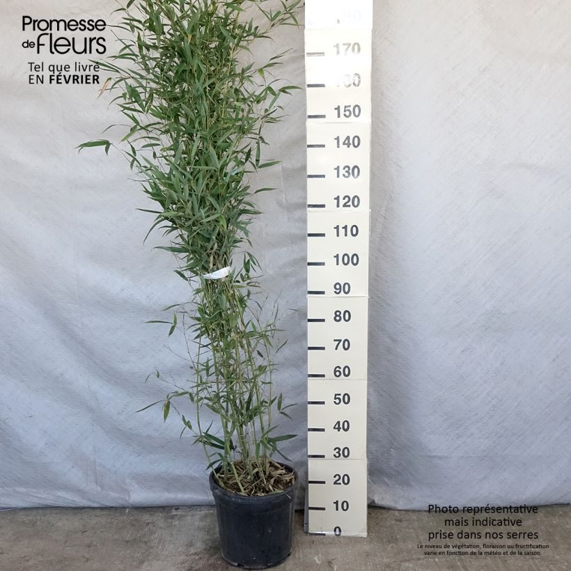 Example of Phyllostachys aurea Holochrysa - Bambou doré Pot van 12 l/15 l as you get in hiver