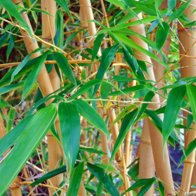 Phyllostachys aureosulcata Aureocaulis - Gele bamboe (Foliage)