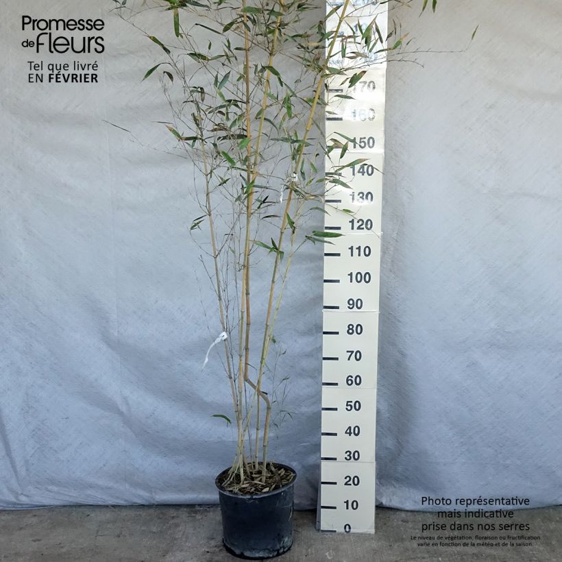 Example of Phyllostachys aureosulcata Spectabilis - Bambou moyen Pot van 7,5 l/10 l as you get in hiver