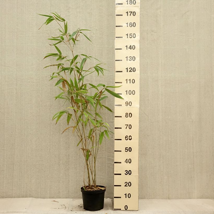 Exemplaar van Phyllostachys edulis - Moso bamboe Pot van 4 l/5 l zoals geleverd in de herfst