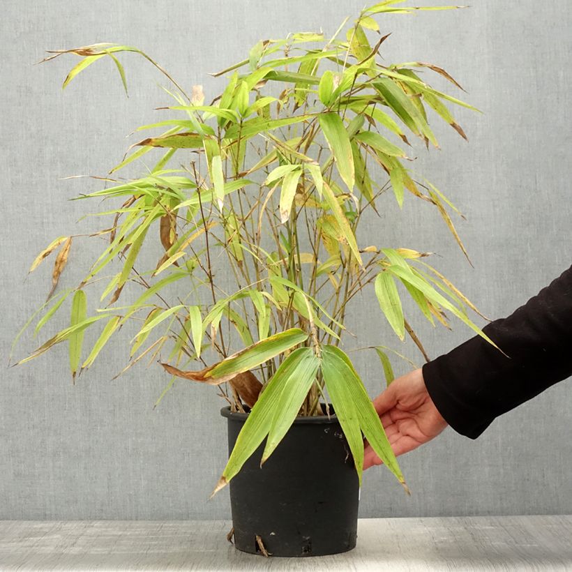 Exemplaar van Phyllostachys edulis - Moso bamboe Pot van 4 l/5 l zoals geleverd in de lente