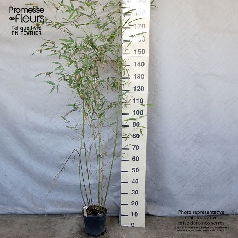 Example of Phyllostachys glauca - Reuzenbamboe Pot van 4 l/5 l as you get in hiver