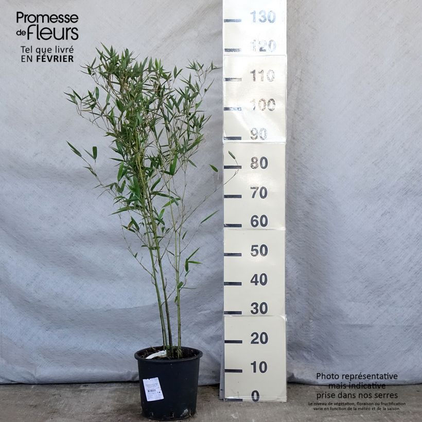 Example of Phyllostachys heteroclada - Waterbamboe Pot van 4 l/5 l as you get in hiver