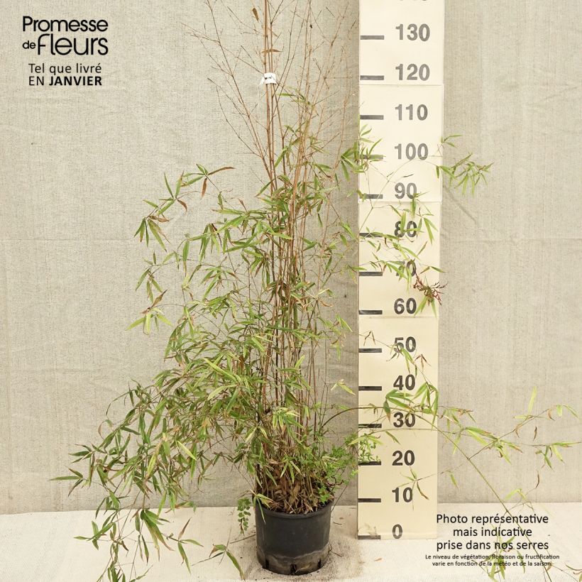 Example of Phyllostachys humilis - Bambou moyen Pot van 4 l/5 l as you get in hiver