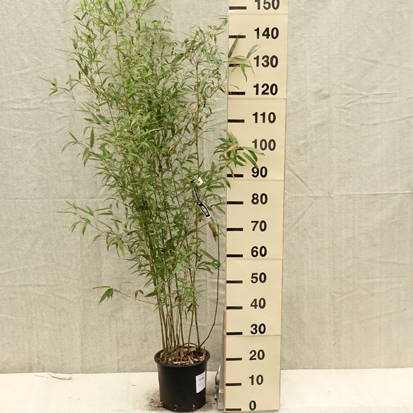 Exemplaar van Phyllostachys humilis - Reuzenbamboe Pot van 4 l/5 l zoals geleverd in de lente