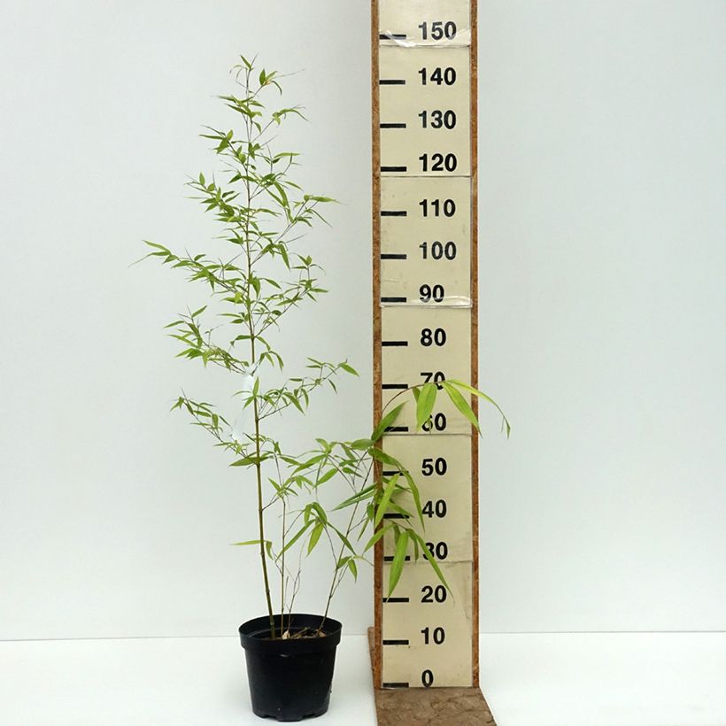 Exemplaar van Phyllostachys iridescens - Reuzenbamboe Pot van 4 l/5 l zoals geleverd in de zomer