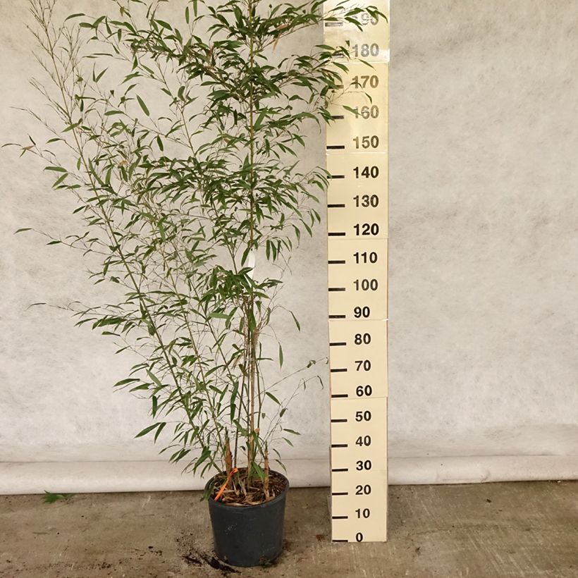 Exemplaar van Phyllostachys nigra Boryana - Zwarte bamboe Pot van 12 l/15 l zoals geleverd in de zomer