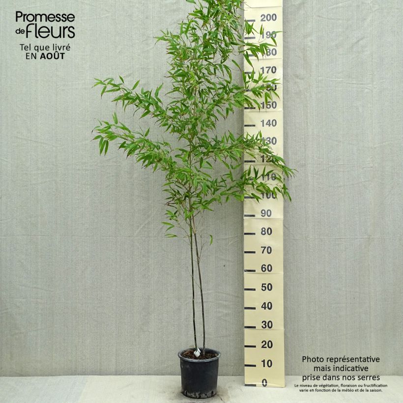 Exemplaar van Phyllostachys nigra Boryana - Zwarte bamboe Pot van 4 l/5 l zoals geleverd in de zomer