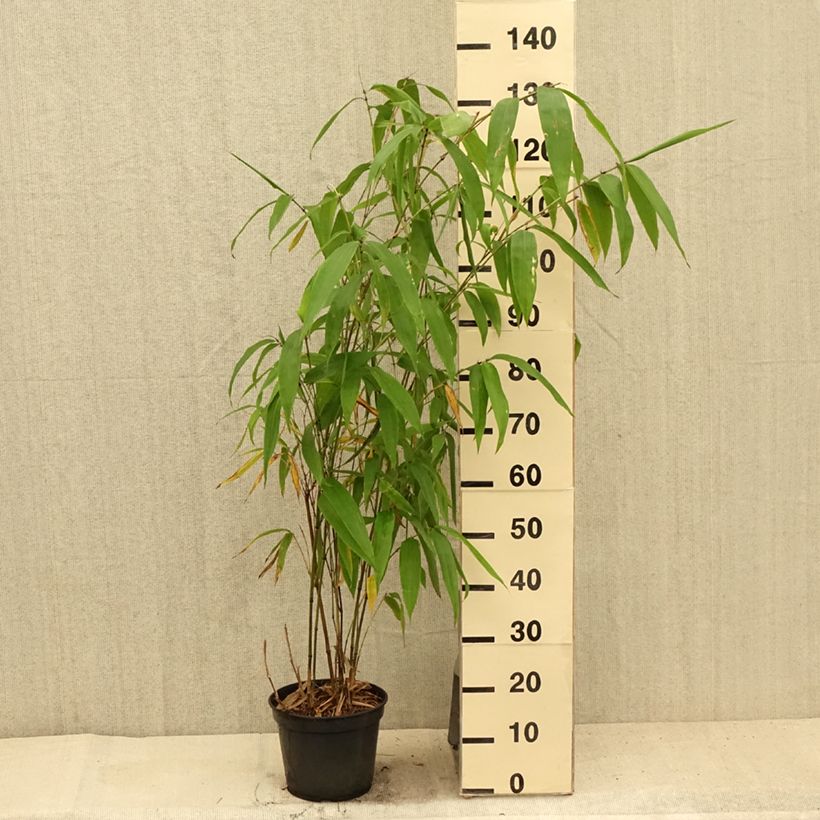 Exemplaar van Phyllostachys parvifolia - Reuzenbamboe Pot van 12 l/15 l zoals geleverd in de zomer