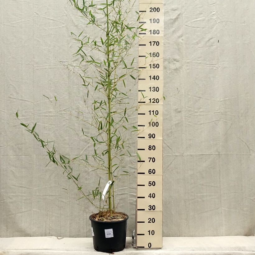 Exemplaar van Phyllostachys parvifolia - Reuzenbamboe Pot van 12 l/15 l zoals geleverd in de lente