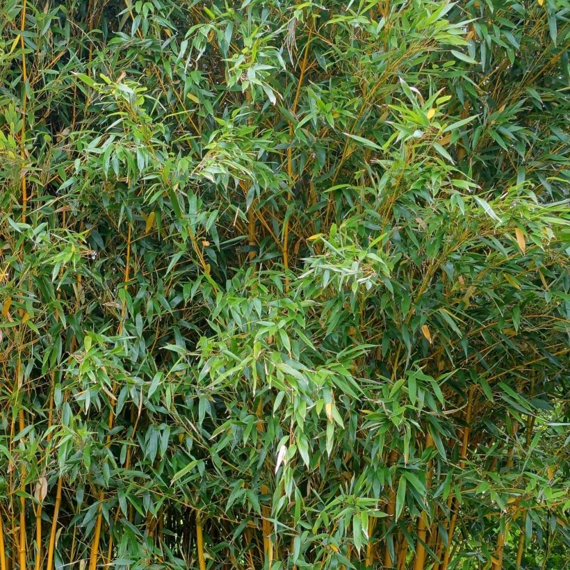 Phyllostachys vivax Aureocaulis - Reuzenbamboe (Foliage)