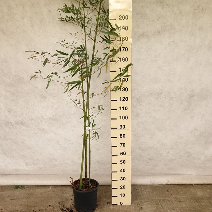 Exemplaar van Phyllostachys vivax Huangwenzhu - Reuzenbamboe Pot van 4 l/5 l zoals geleverd in de zomer