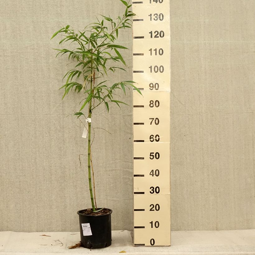 Exemplaar van Phyllostachys vivax MacClure (type) - Bambou géant Pot de 4L/5L zoals geleverd in de herfst