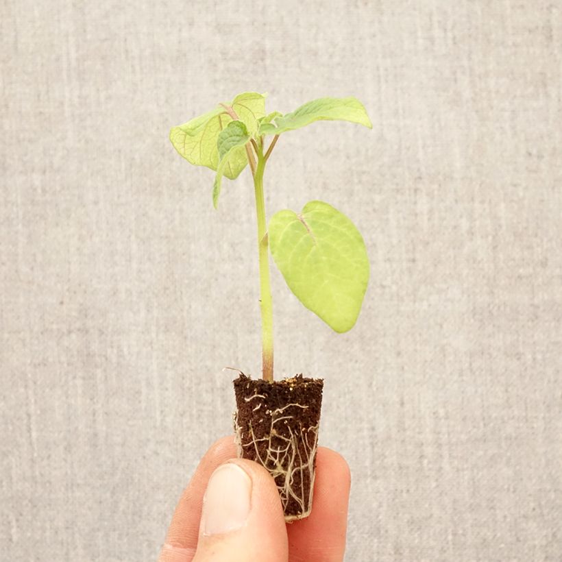 Exemplaar van Ananaskers Preciosa (jonge planten) Mini-mot Ø 3/4 cm zoals geleverd in de lente