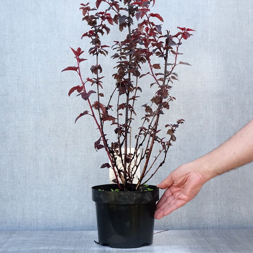 Exemplaar van Physocarpus opulifolius Rubella - Blaasspirea Pot van 2 l/3 l zoals geleverd in de zomer