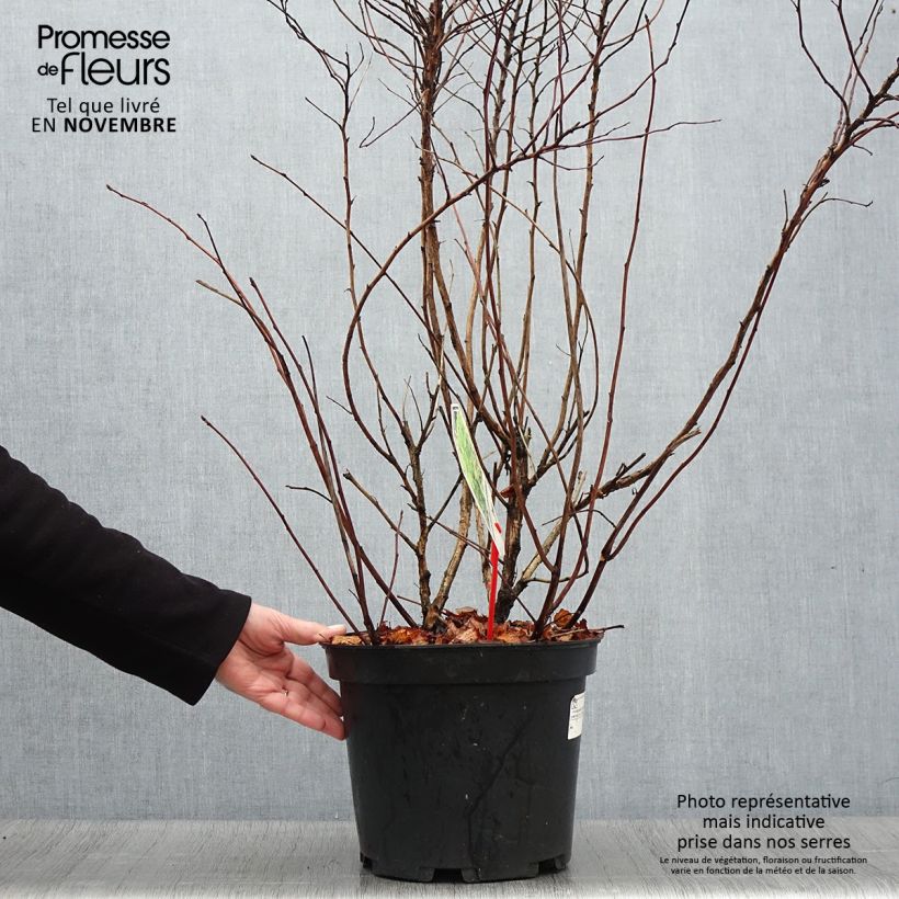 Exemplaar van Physocarpus opulifolius Darts Gold - Blaasspirea Pot van 6 l/7 l zoals geleverd in de herfst