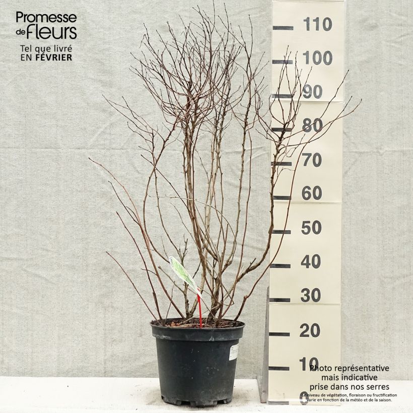 Example of Physocarpus opulifolius Darts Gold - Blaasspirea Pot van 6 l/7 l as you get in hiver
