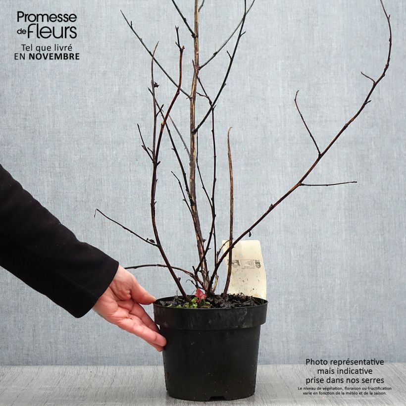 Exemplaar van Physocarpus opulifolius Midnight - Blaasspirea Pot van 3 l/4 l zoals geleverd in de herfst