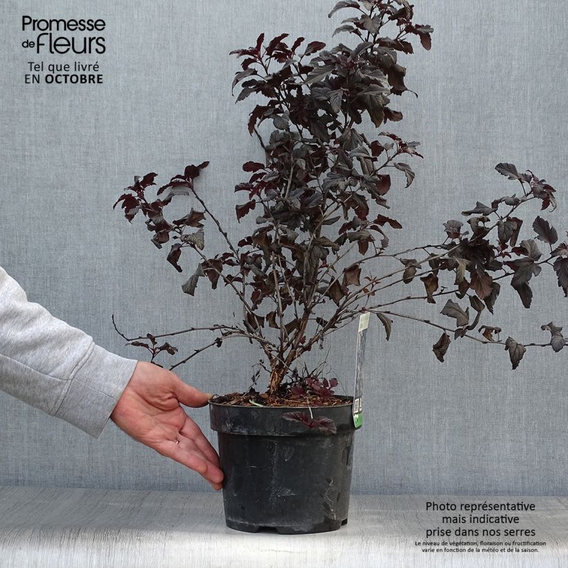 Exemplaar van Physocarpus opulifolius All Black - Blaasspirea Pot van 3 l/4 l zoals geleverd in de herfst