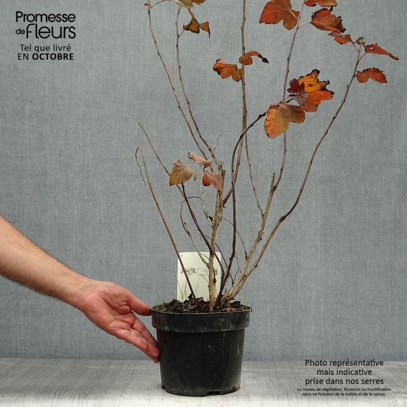 Exemplaar van Physocarpus opulifolius Amber Jubilee - Blaasspirea Pot van 3 l/4 l zoals geleverd in de herfst