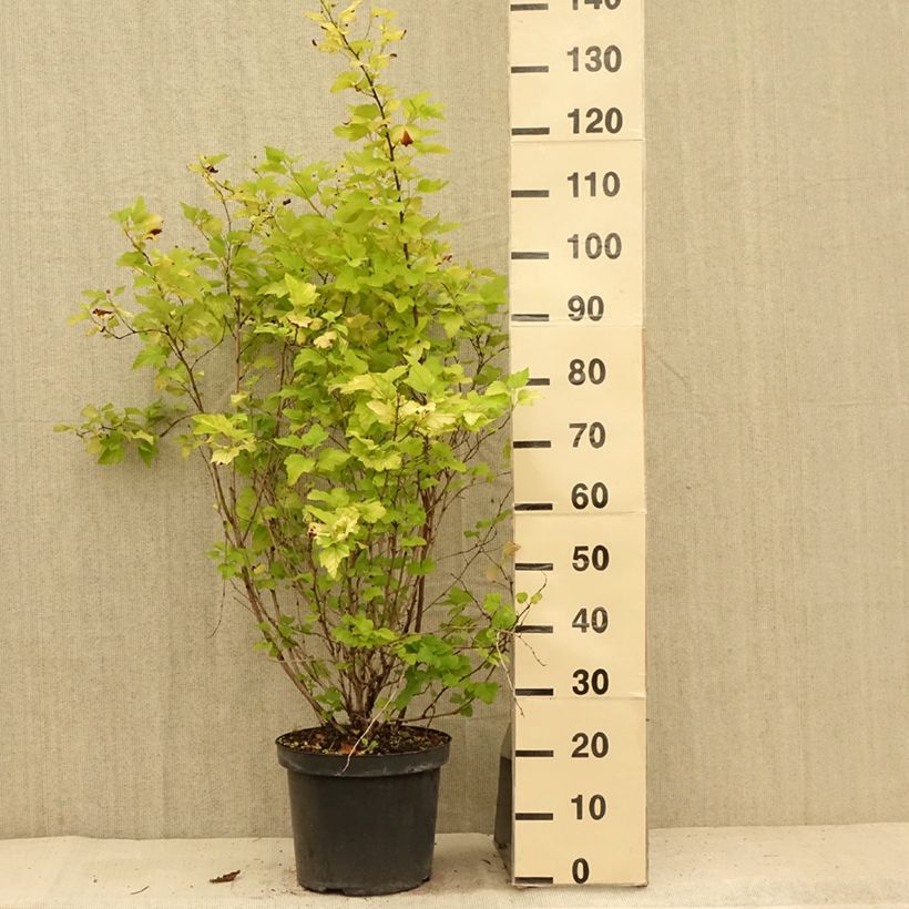 Exemplaar van Physocarpus opulifolius Angel Gold - Blaasspirea Pot van 7,5 l/10 l zoals geleverd in de zomer
