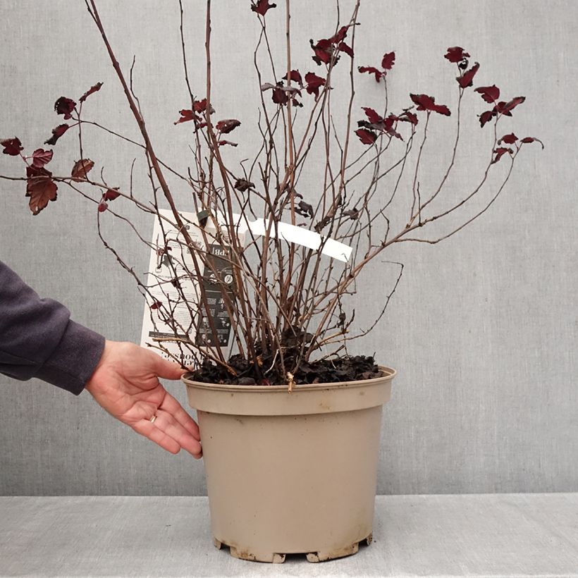 Exemplaar van Physocarpus opulifolius Black Light - Blaasspirea Pot van 7,5 l/10 l zoals geleverd in de herfst