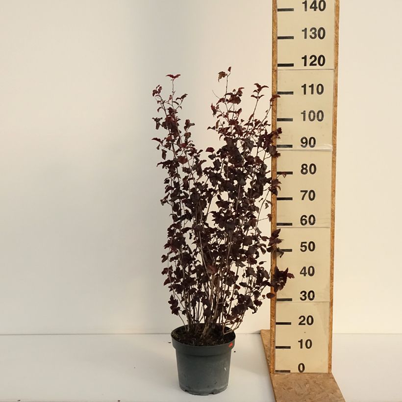 Exemplaar van Physocarpus opulifolius Diabolo - Blaasspirea Pot van 6 l/7 l zoals geleverd in de zomer