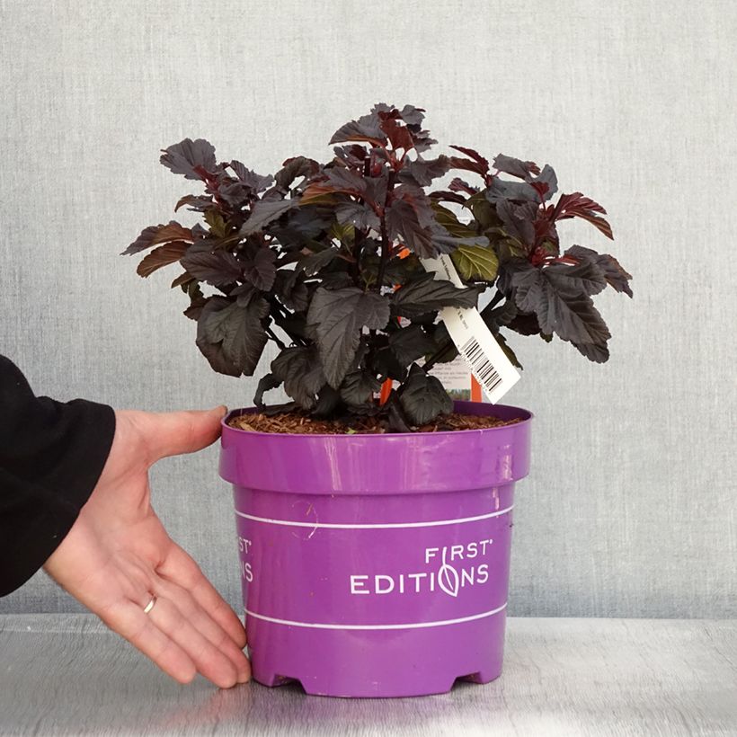 Exemplaar van Physocarpus opulifolius Fireside - Physocarpe à feuilles d'obier Pot de 3L/4L zoals geleverd in de herfst