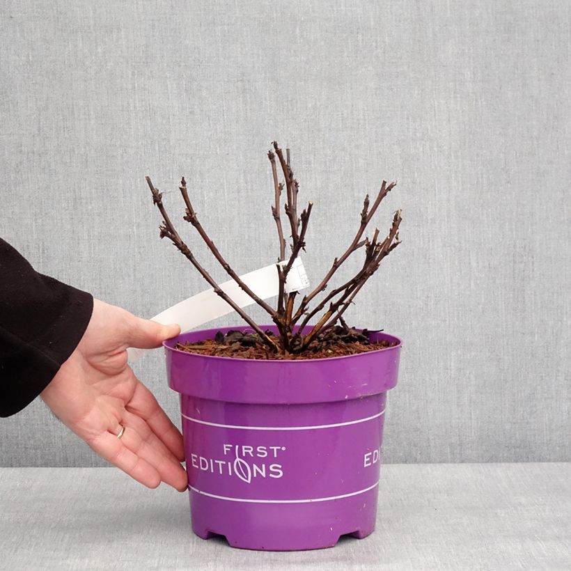 Example of Physocarpus opulifolius Fireside - Physocarpe à feuilles d'obier Pot van 3 l/4 l as you get in hiver